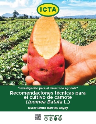 Variedad de camote biofortificado con alto contenido de betacarotenos